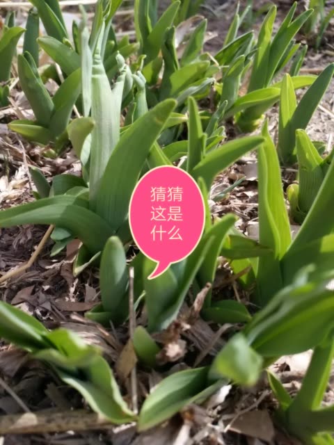 三亿体育手机版