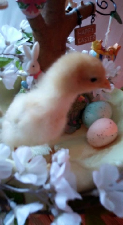 【三亿体育】
中国2019年汽车销量总榜 朗逸52万 轩逸46万 哈弗H6猜猜几多?(图1) 三亿体育手机版