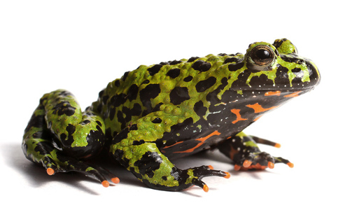 三亿体育手机版:曲尼次仁去哪了 曝其现状揭与三木科真实关系(图1) 三亿体育手机版