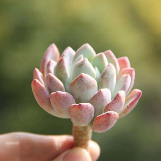 区人力资源和社会保障局走进尧顺社区开展“社会保障卡 走进千万家”主题宣传运动【三亿体育手机版】(图5) 三亿体育手机版