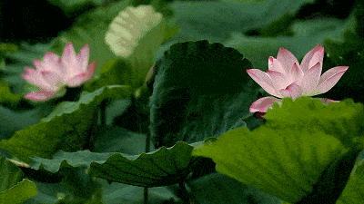 
【重磅】厉害了 广元一地霸屏CCTV1一分钟！‘三亿体育官网’(图11)