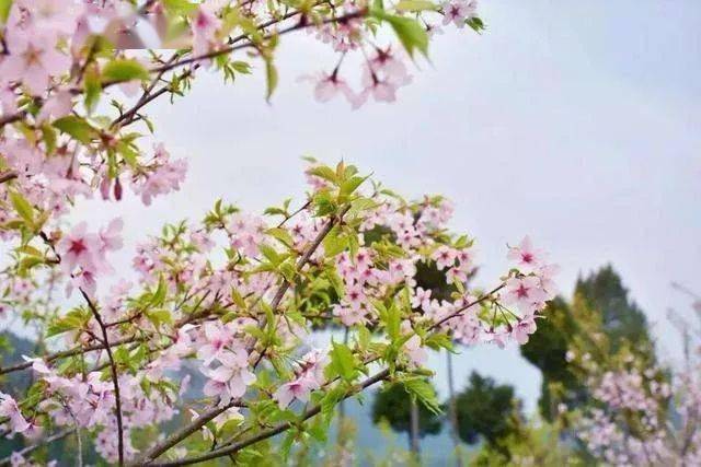 
【重磅】厉害了 广元一地霸屏CCTV1一分钟！‘三亿体育官网’(图18)